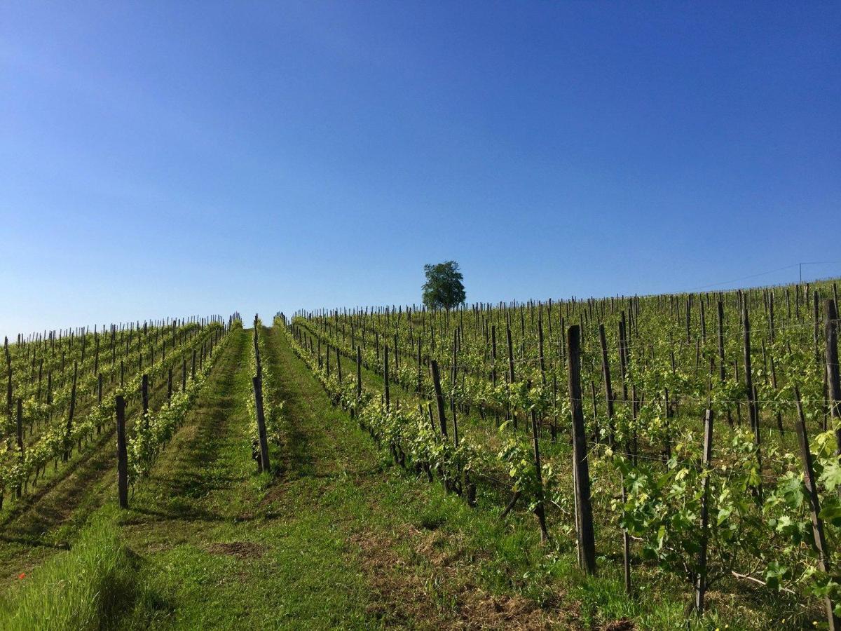 Agriturismo Cascina Del Rosone Agliano Terme Exterior foto
